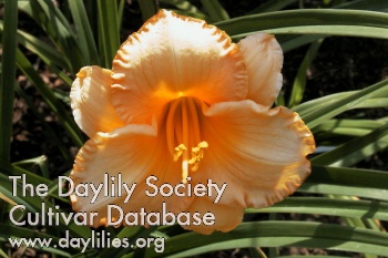Daylily Bahama Butterscotch